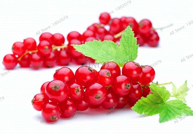 Organic Gooseberry Seeds - Fresh, Nutrient-Rich Perennial Fruit Seeds for Home Gardening