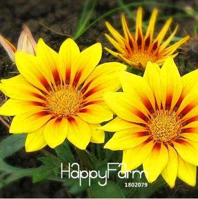 Vibrant Gazania Flower Seeds - Multicolor Mix for Stunning Blooms | Easy to Grow