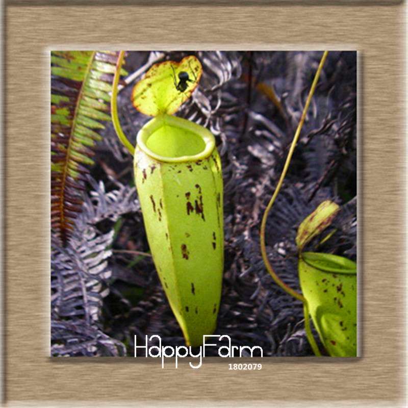 Nepenthes Seeds - Carnivorous Bonsai Plants for Balcony, Potted, Home Garden (11 Varieties)