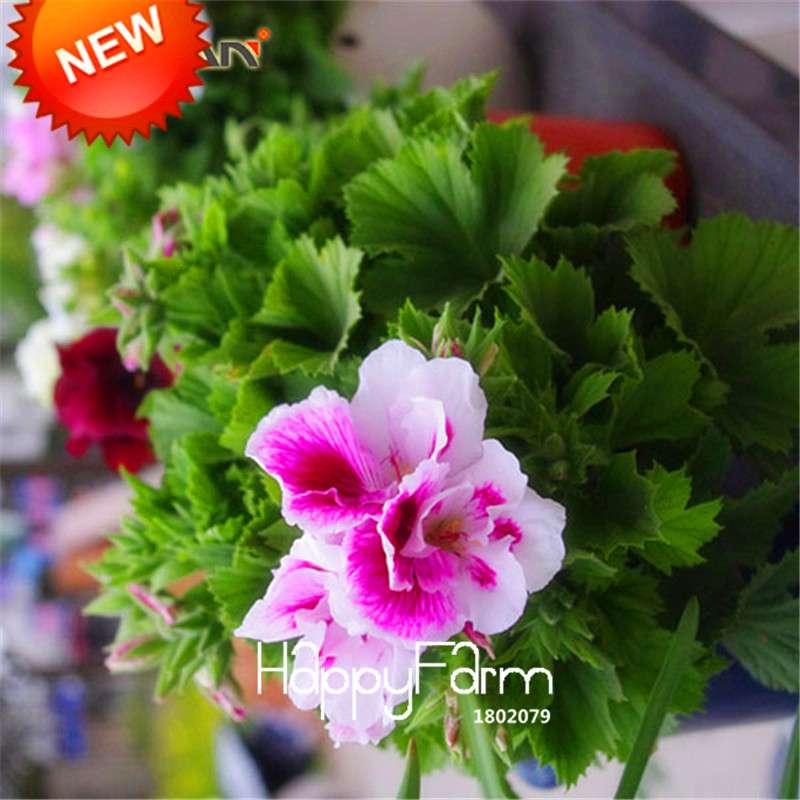 Red & White Geranium Seeds - Perennial Pelargonium Peltatum for Garden Planting