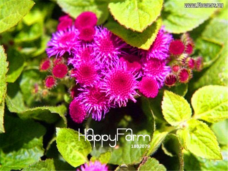 Ageratum Mist Flower Seeds - Potted Bonsai Plants for Home Garden Planting (Genuine, Bulk Pack)