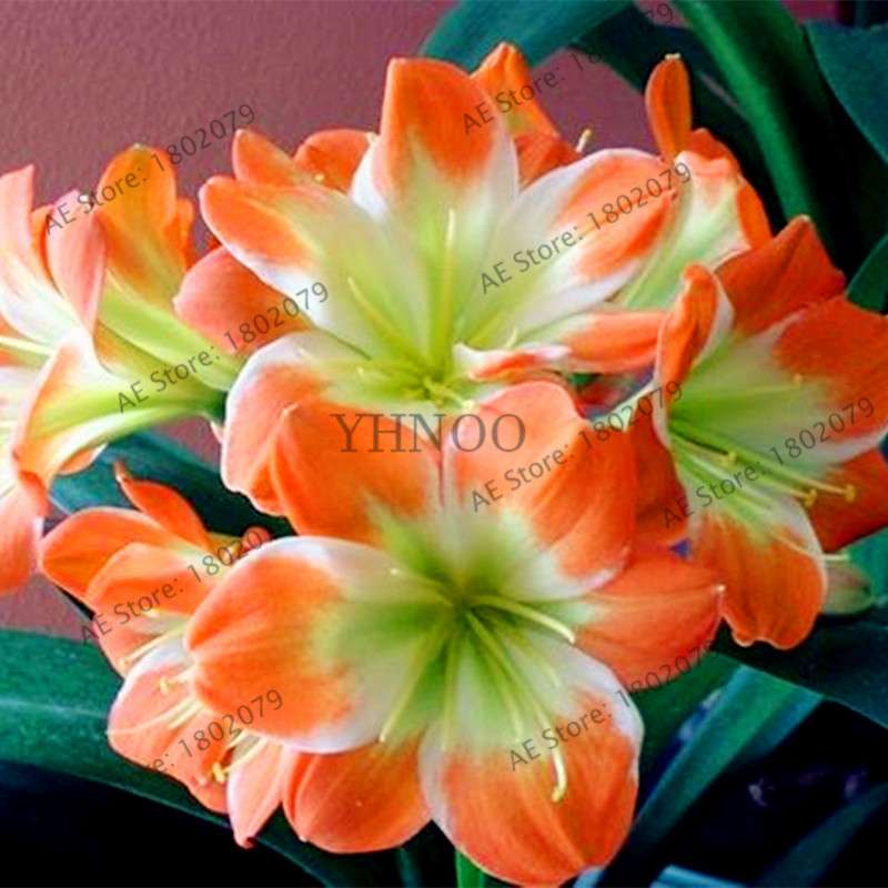 Chinese Clivia Seeds - Exotic Bonsai Flower for Home & Garden | Fast-Growing, Beautiful Blooms