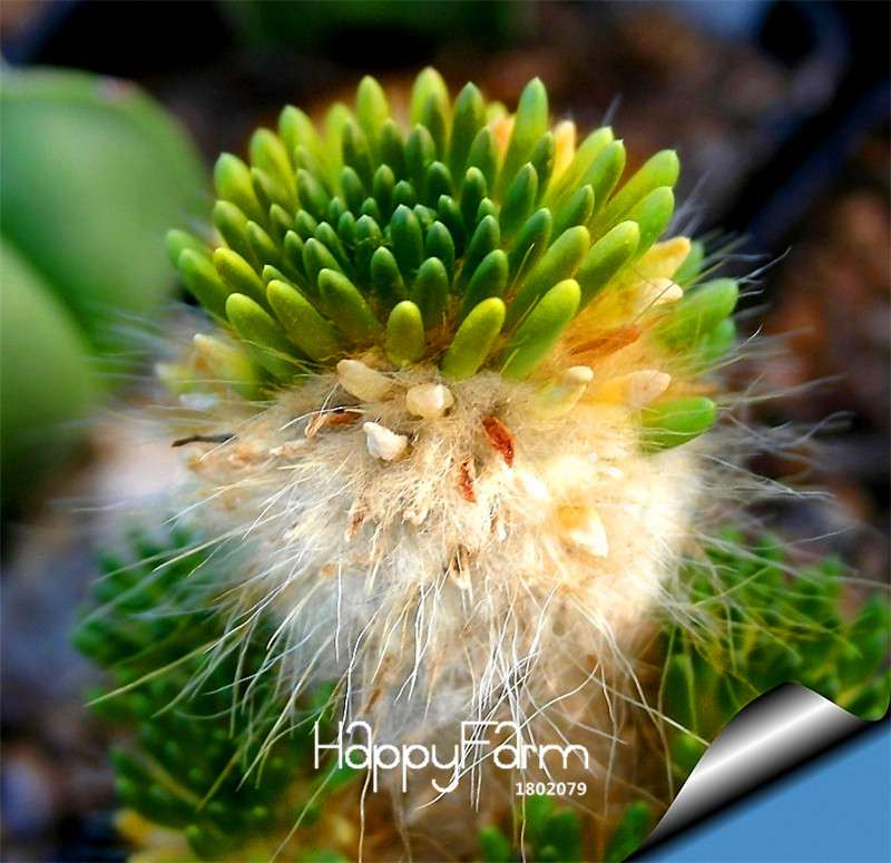 Echinopsis Tubiflora Cactus Seeds - Rare Succulent, for Planting