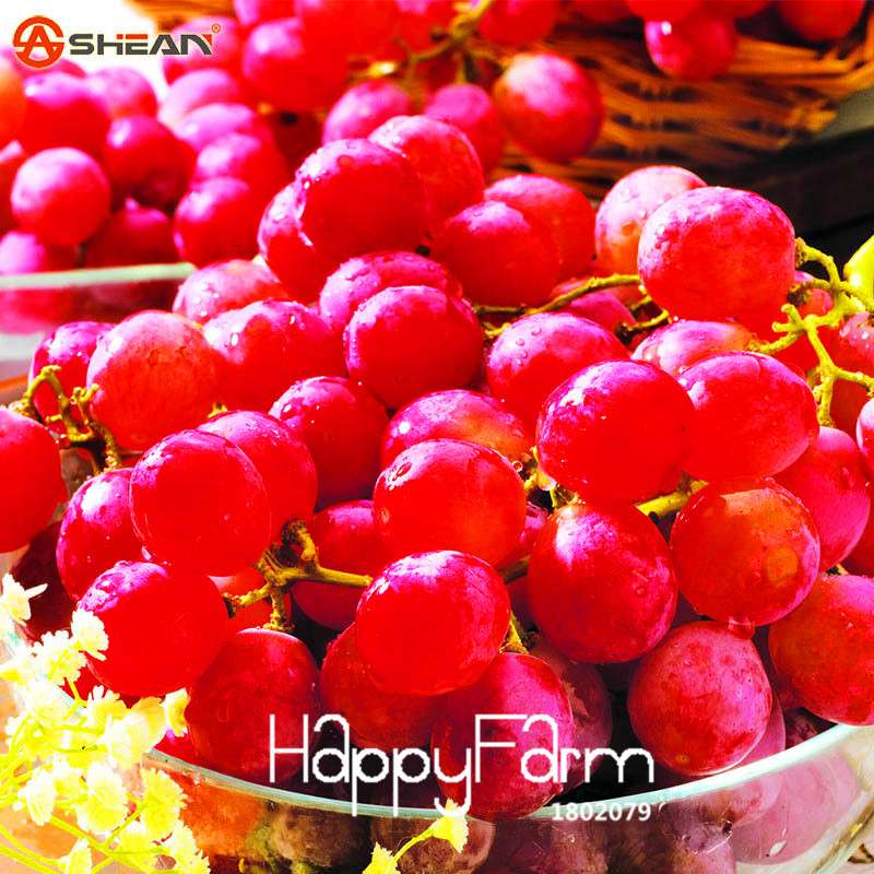 Rose Red Grape Seeds - Natural, Delicious Fruit Plants for Home Gardening