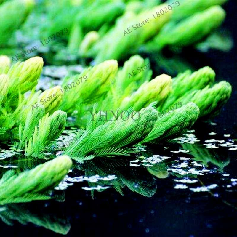 Mixed Aquarium Plants Seeds - Fish Tank Decor, Live Water Grass for Aquatic Plant Lovers