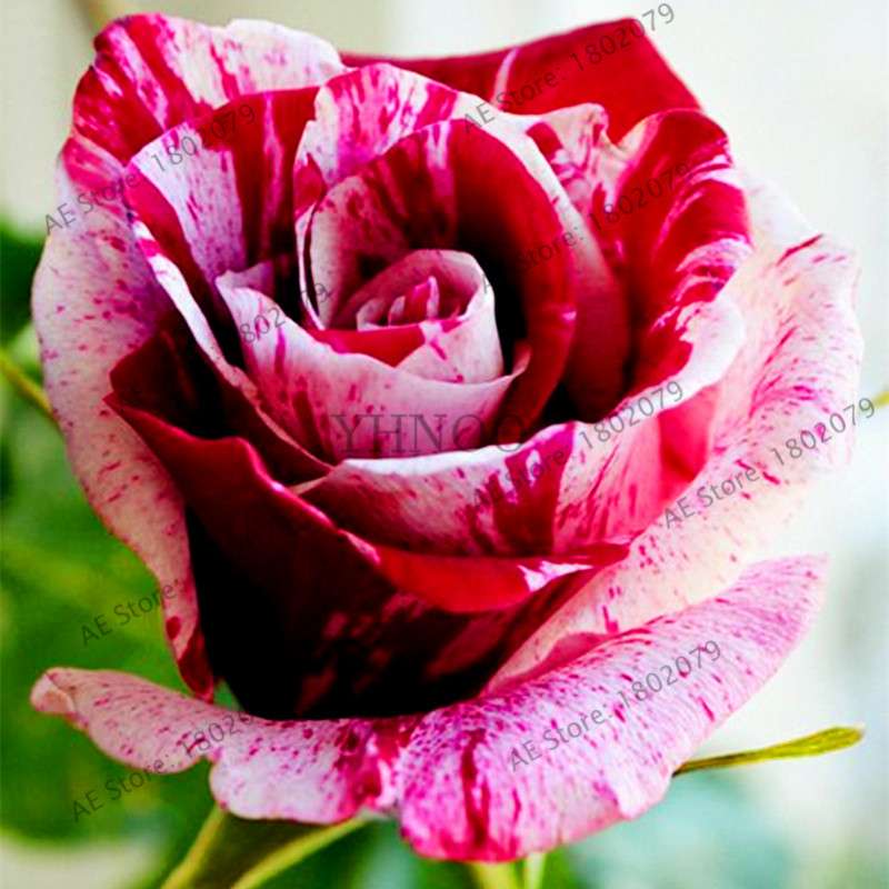 Rare Mixed Color Rose Seeds - Rainbow, Black, Blue - Bonsai Flower Seeds for Home Garden Planting