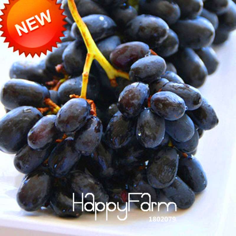 Seedless Black Grape Seeds - Natural Kyoho Fruit Plants for Home Gardening, High Yield