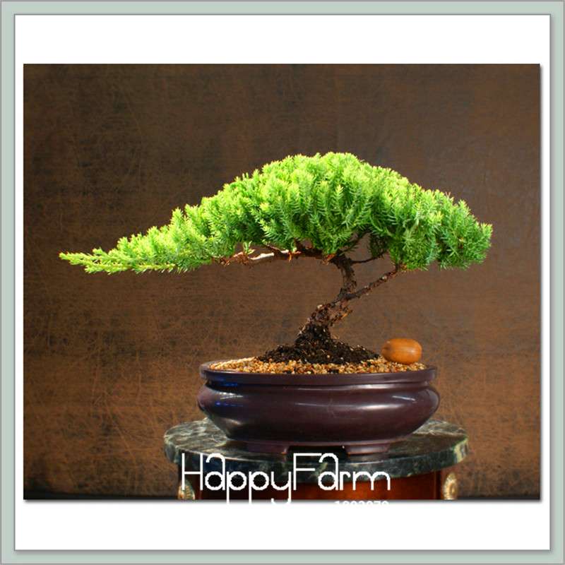 Juniper Bonsai Tree Kit - Potted Office Plants, Air Purifying, Low Maintenance Indoor Garden Gift (Fast Growth)