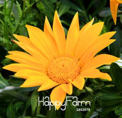 Vibrant Gazania Flower Seeds - Multicolor Mix for Stunning Blooms | Easy to Grow