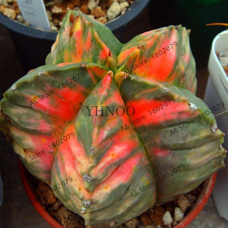 Basketball Cactus Seeds (Euphorbia obesa) - Unique Succulent Plant for Garden, Bonsai & Home Decor