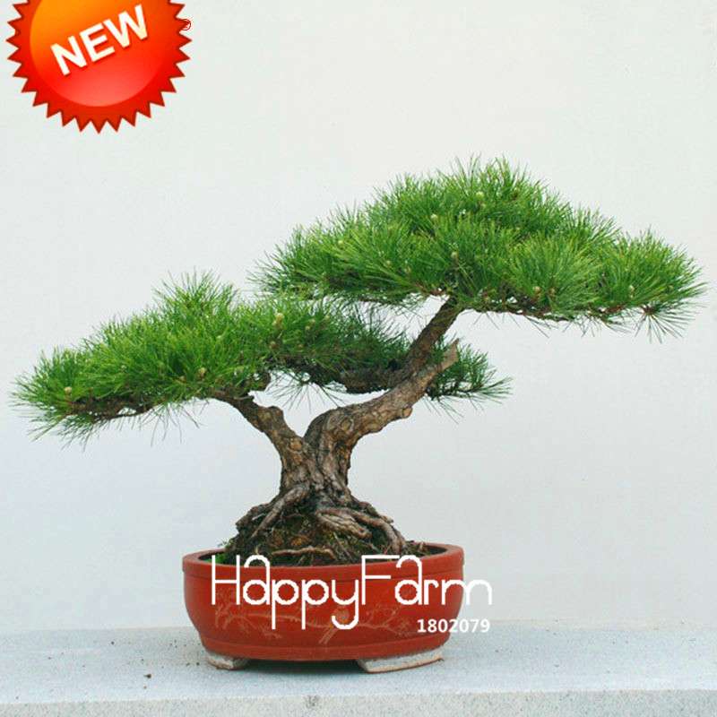 Osaka Bonsai Pine Tree Seeds - Japanese Ornamental Potted Plant for Home & Garden