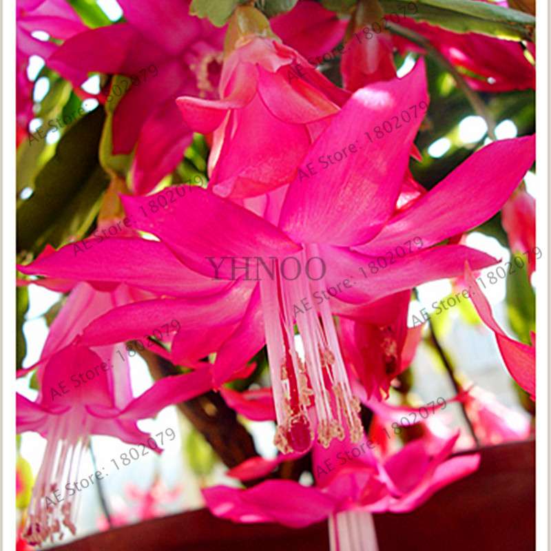 Mixed Color Lantern Flower Seeds - Fuchsia Hybrida Perennial Bonsai Plant for Home & Garden