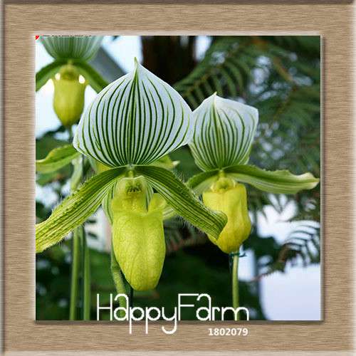 18 Color Orchid Seeds - Cypripedium & Paphiopedilum Bonsai Flower Seeds, Exotic Home Garden Planting