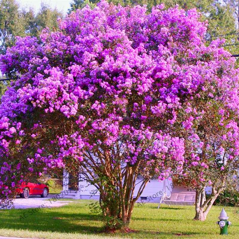Crape Myrtle Seeds - Perennial Flowering Shrub for Home Garden, Yard & Outdoor Planting (Lagerstroemia)