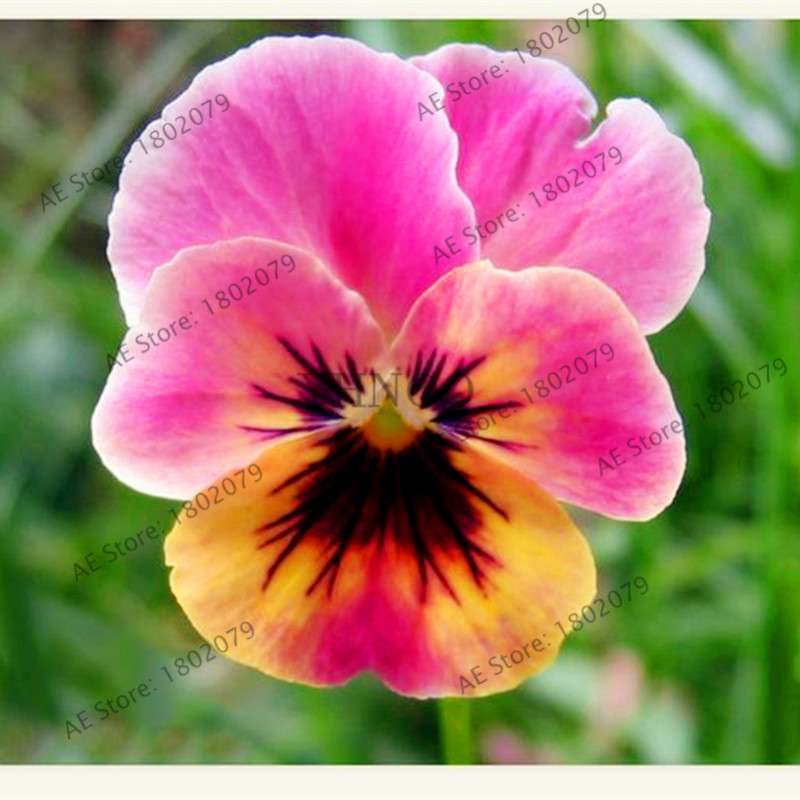 24 Colors Wavy Pansy Seeds - Viola Tricolor for Indoor Bonsai & Home Garden Planting