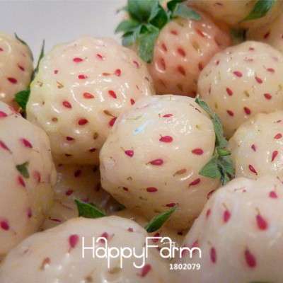 White Strawberry Seeds - Fresh, Sweet & Easy to Grow for Home Garden