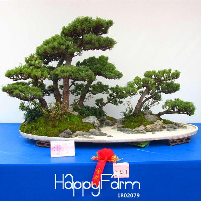 Black Pine Bonsai Seeds (Thunbergii) - Japanese Pine Tree for Planting - Indoor/Outdoor Potted Plants