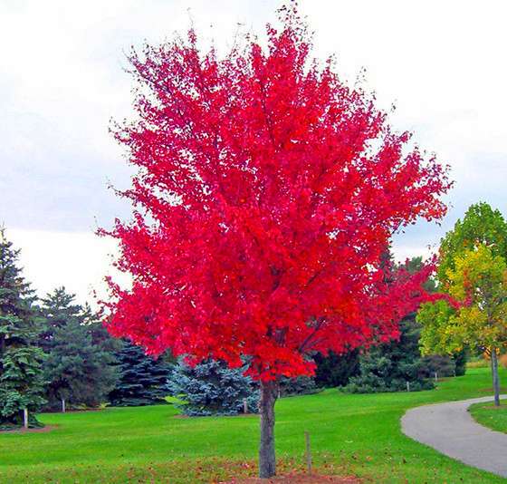 Japanese Red Maple Tree Seeds - Vibrant & Beautiful, Professional Pack, Unique Gift Idea