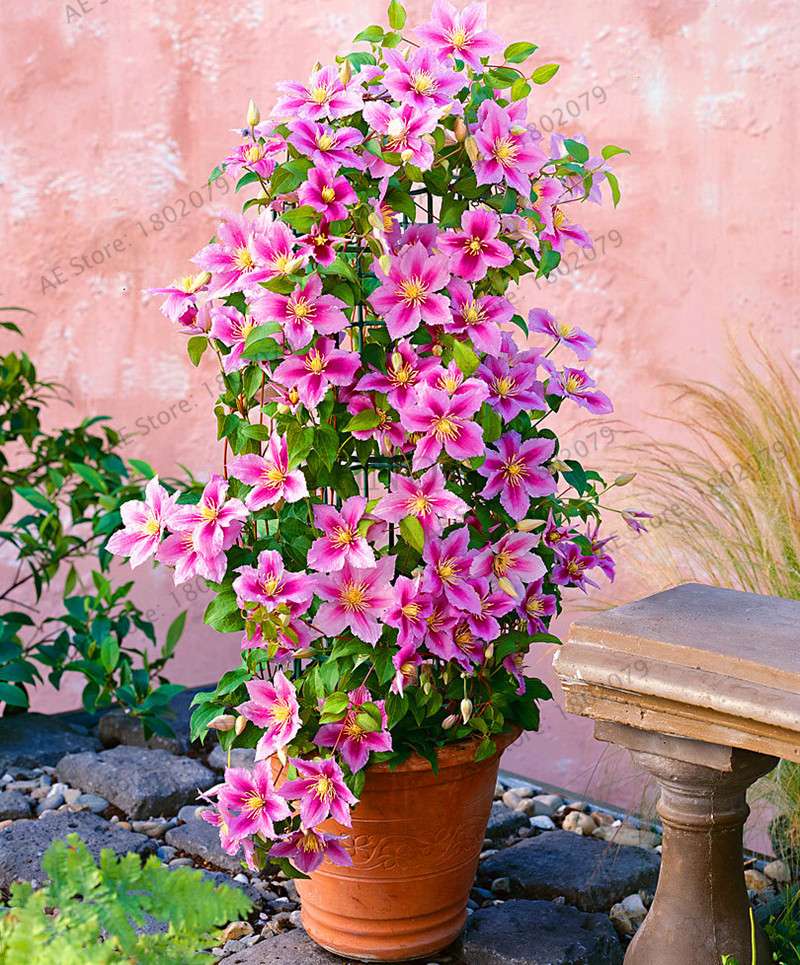 Mixed Clematis Seeds - Easy to Grow Beautiful Bonsai Flowers for Home Garden (Limited Time Offer)