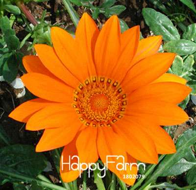 Vibrant Gazania Flower Seeds - Multicolor Mix for Stunning Blooms | Easy to Grow
