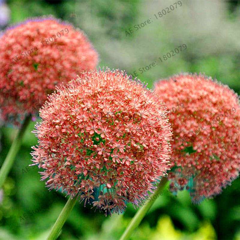 Purple Giant Allium Giganteum Seeds - Rare 95% Germination, Beautiful Garden Flowers for Kids & Planting