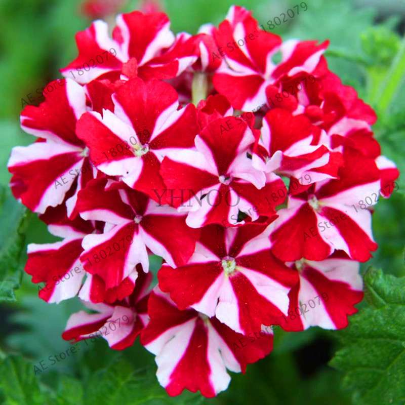 Verbena Seeds for Planting - Easy to Grow Potted Flowers, Bonsai Garden Seeds for Home & Outdoors