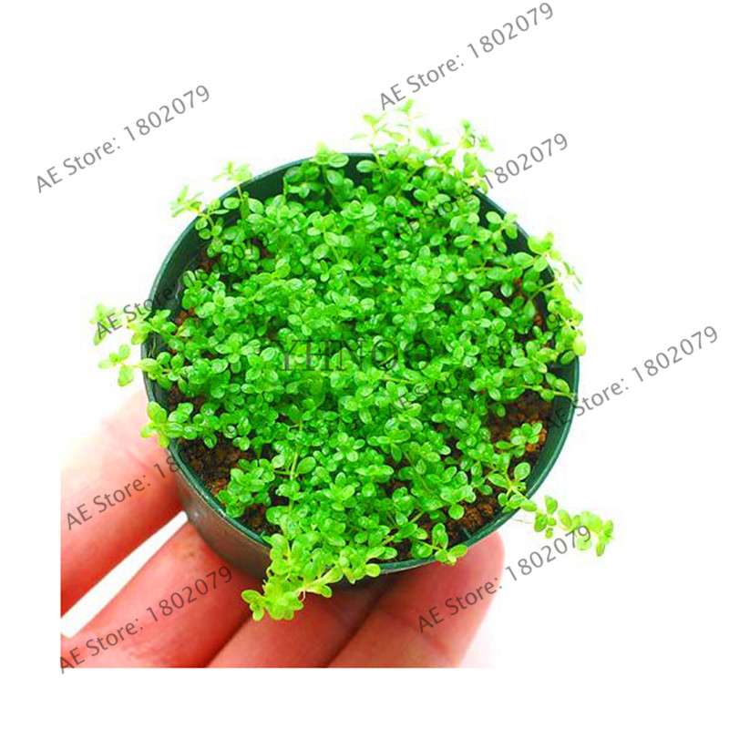 Mini Dwarf Pearl Seeds - Fast Growing Aquarium Grass for Fish Tanks | Aquatic Plants Decor