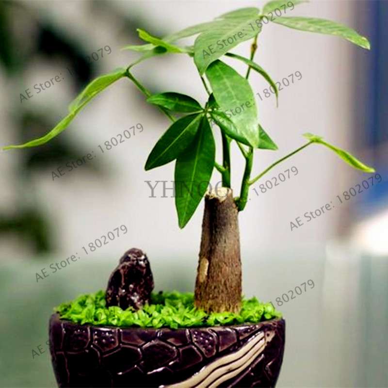 Money Tree Seeds (Pachira Macrocarpa) - Bonsai & Potted Plant for Home & Garden - Grow Your Own Lucky Tree