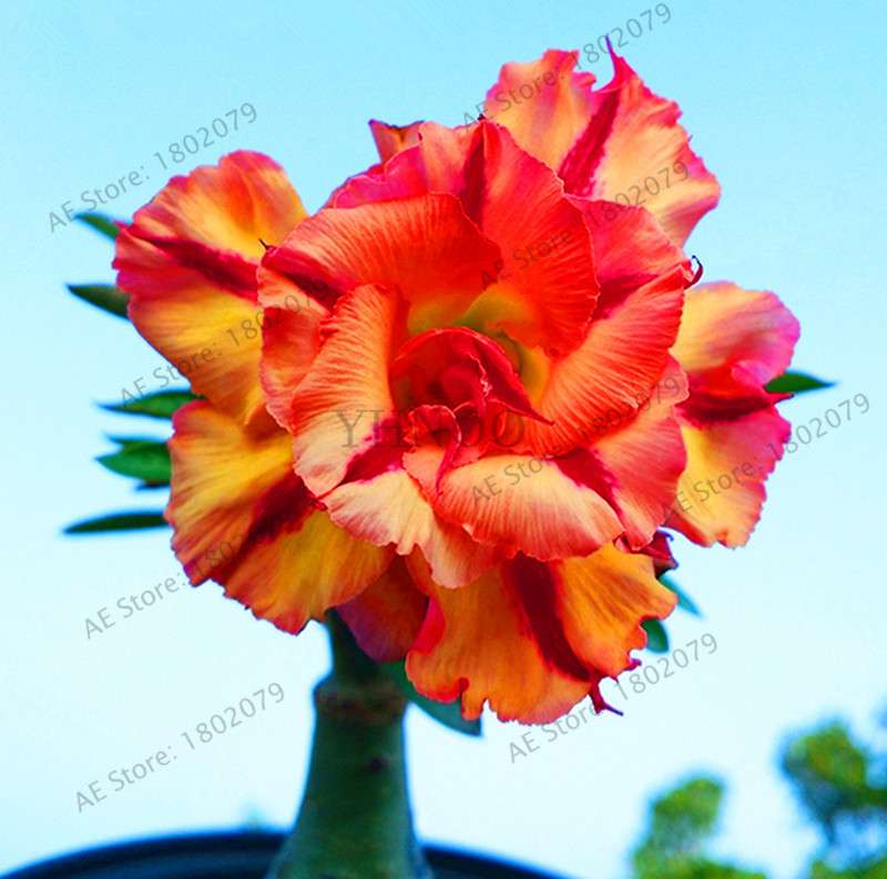 Exotic Mixed Colors Desert Rose Seeds - Fire Red Heart Bonsai, for Home Garden