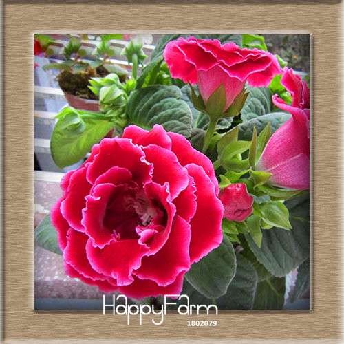 Vibrant 9-Color Gloxinia Seeds - Perennial Sinningia Speciosa, Bonsai & Balcony Flowers - USA-Grown