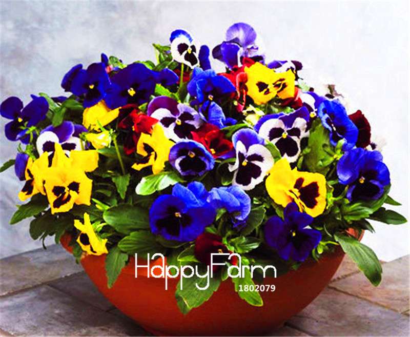 Viola Tricolor Pansy Seeds - Colorful Bonsai Flowers for Home Garden Planting DIY (Fast Shipping)