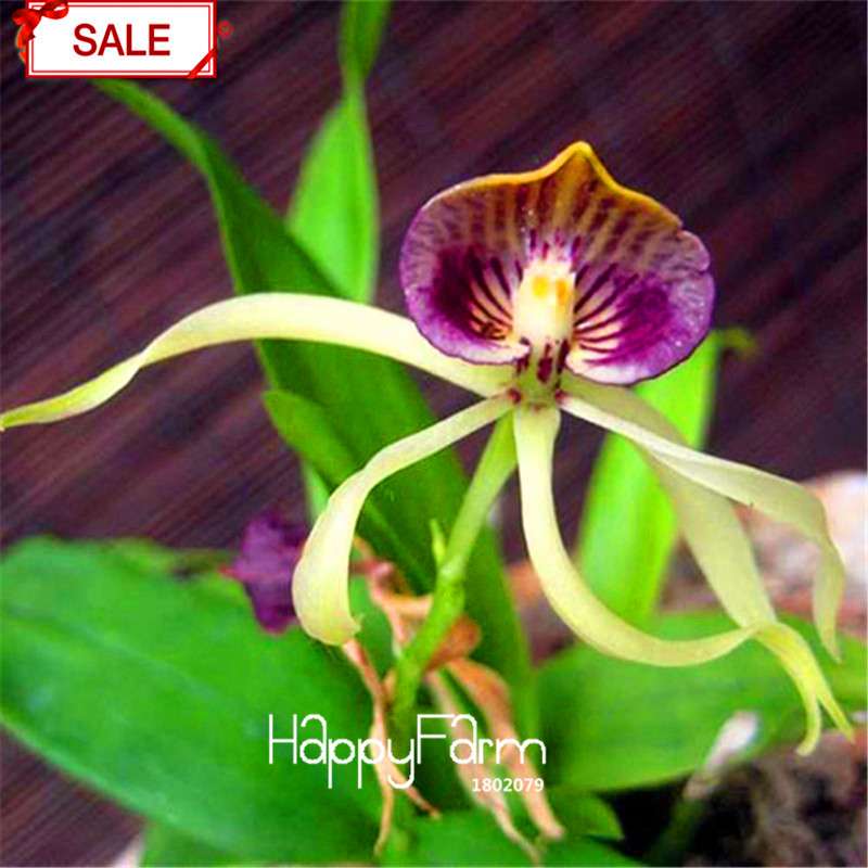 Rare Yellow Octopus Orchid Seeds - for Home Garden Planting | Exotic Flowering Plants