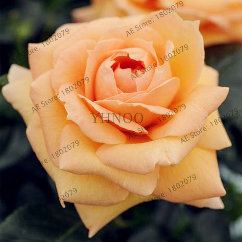 Rare Mixed Color Rose Seeds - Rainbow, Black, Blue - Bonsai Flower Seeds for Home Garden Planting
