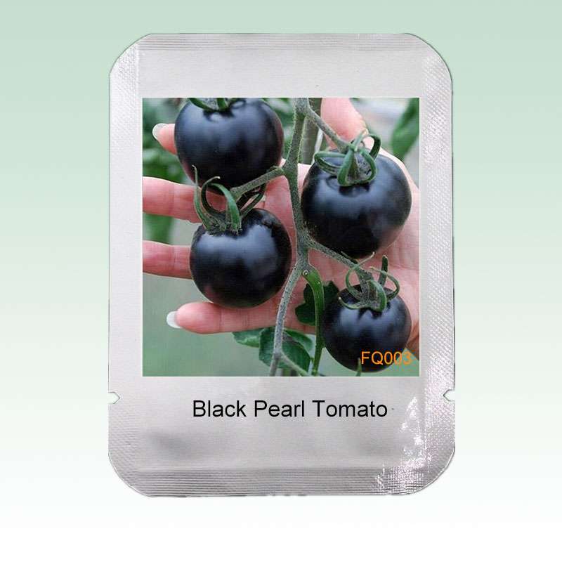 Black Pearl Tomato Seeds - Non-GMO, Heirloom, Balcony & Bonsai Potted Plant for Home Gardening - USA Shipping