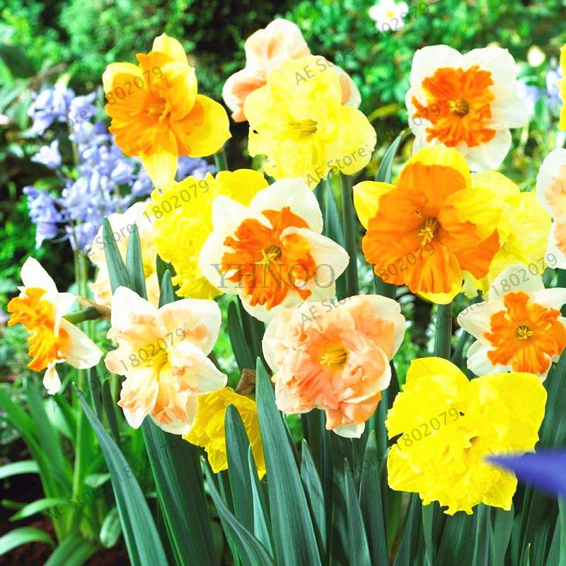 Double Petal Daffodil Bonsai Seeds - Aquatic Plant Seeds for Home Garden Planting