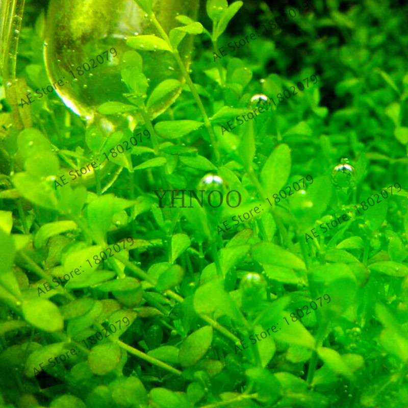 Mini Dwarf Pearl Seeds - Fast Growing Aquarium Grass for Fish Tanks | Aquatic Plants Decor