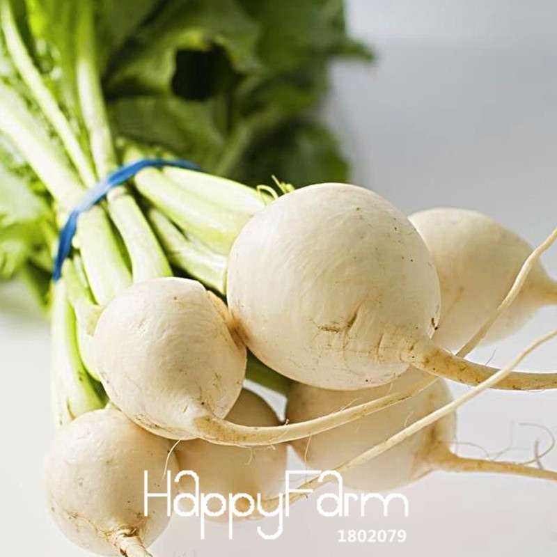 White Cherry Belle Radish Seeds - Non-GMO, Fast-Growing Vegetable Seeds for Home Garden Planting