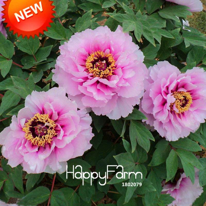 Black Purple Peony Seeds - Exotic Potted Bonsai Plant for Home Garden, Easy to Grow Flower Seeds