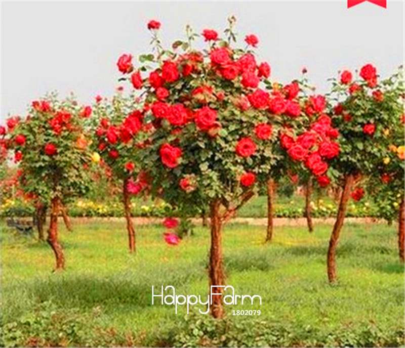 Rare Rosa Chinensis Seeds - Fresh Dendroidal Rose Tree Seeds for Planting, Exotic Flower Garden