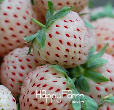 Giant Strawberry Seeds - Sweet, Fragrant & Juicy, - Rare Four Seasons Variety for Home Garden