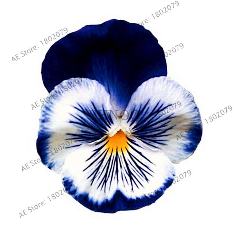 24 Colors Wavy Pansy Seeds - Viola Tricolor for Indoor Bonsai & Home Garden Planting