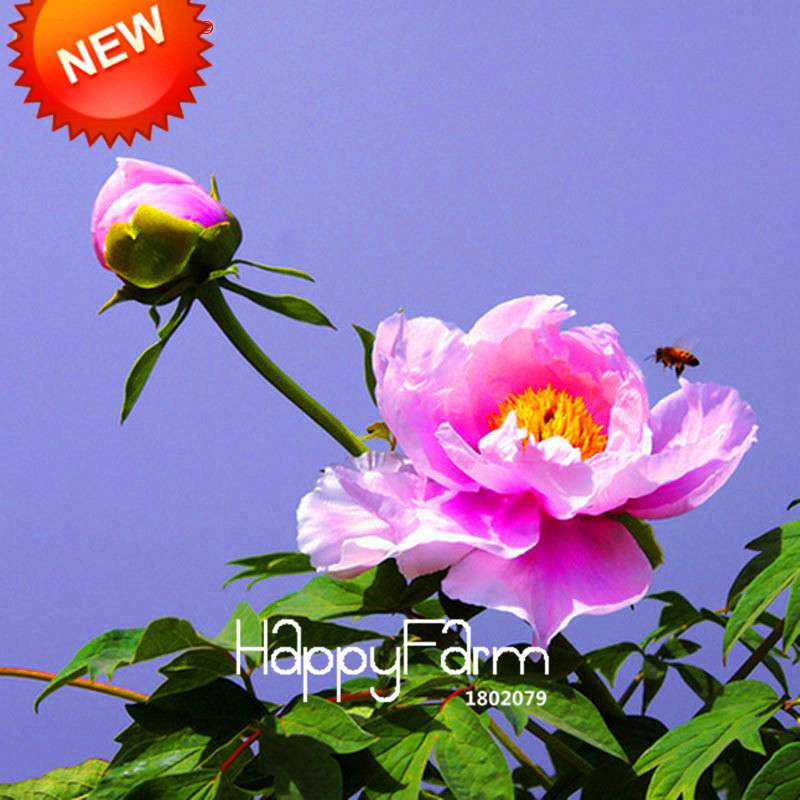 25-Color Chinese Peony Seeds - Grow Stunning Bonsai & Potted Flowers| Authentic & Easy to Plant