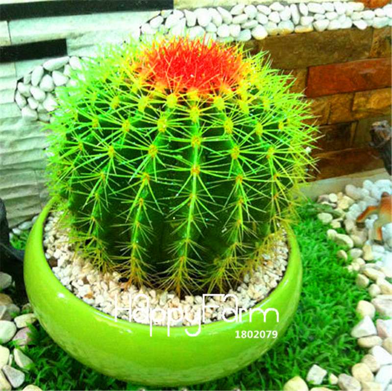 Cactus Succulent Seeds - Easy-Grow Potted Plants, Anti-Radiation, Home & Garden Decor - Fast Shipping
