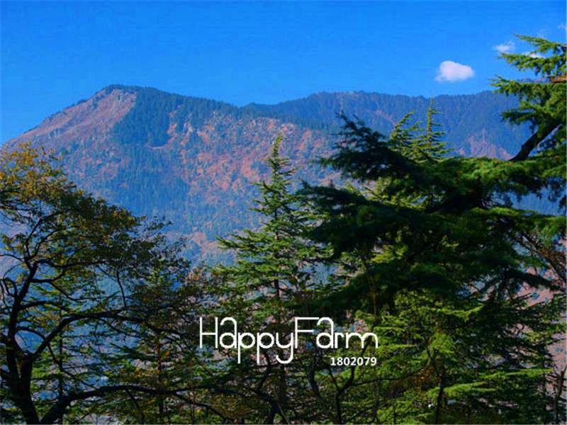Himalayan Cedar Seeds - Deodar Bonsai Tree Kit for Home Garden Planting | Perennial Woody Plant