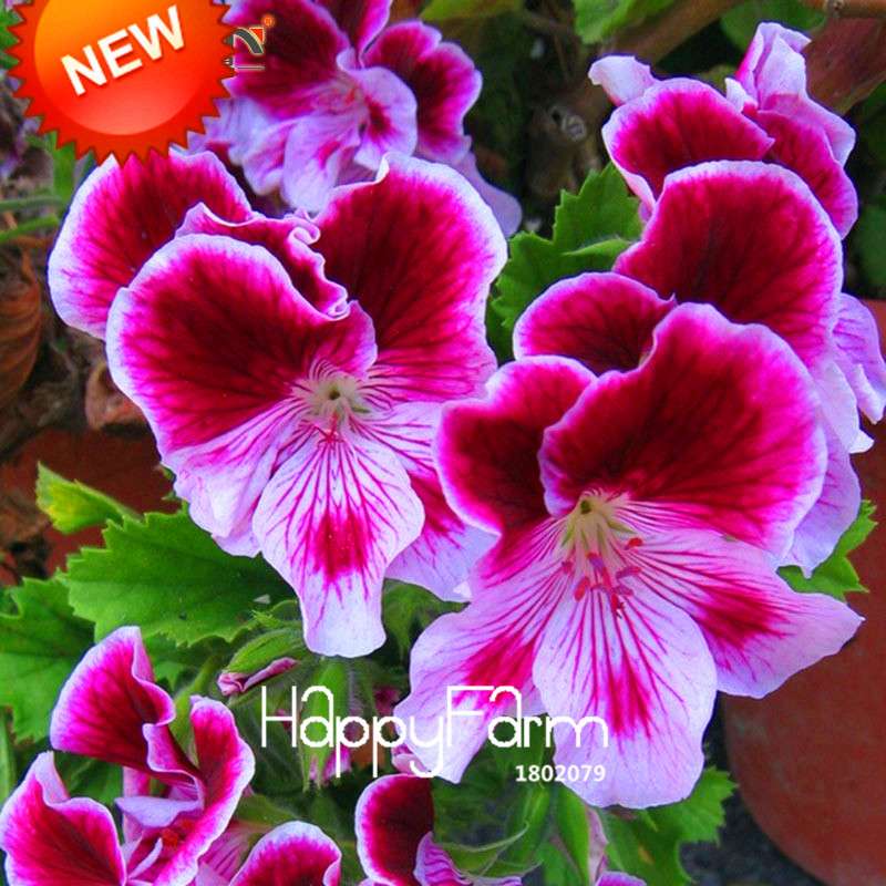 Maple Leaf Geranium Seeds - Perennial Pelargonium Flowers for Indoor Planting, Home Decor