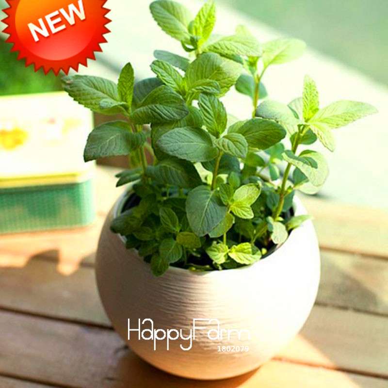 Lemon Mint Seeds - Mentha Citrata Herbal Plant for Garden, Tea & Cooking - Non-GMO, USA Shipping