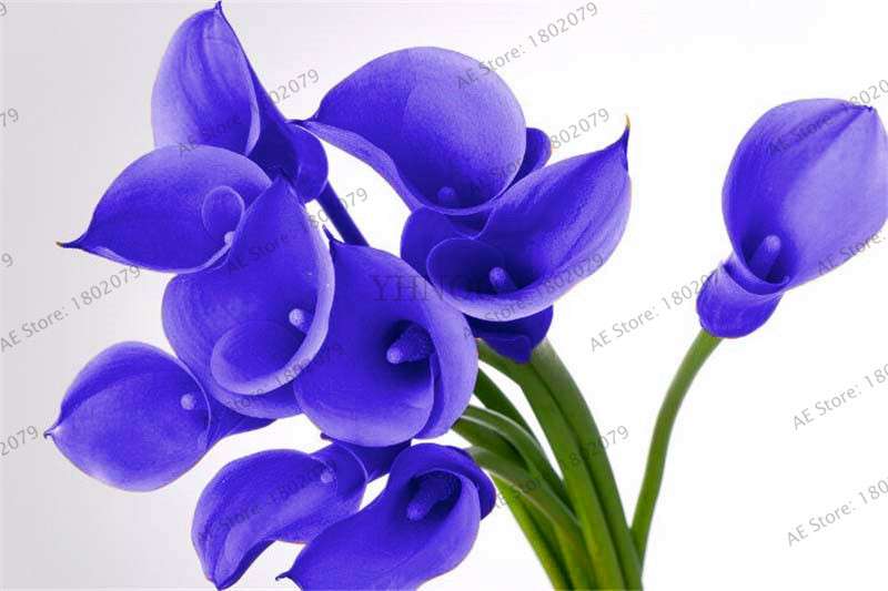 Rare Mixed Color Calla Lily Seeds - Beautiful Bonsai Flowers for Home Garden & Backyard Planting