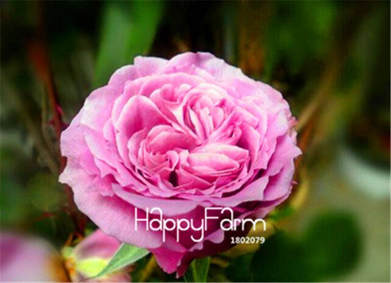 Rose Flower Seeds - Perennial, Easy to Grow, Blooms All Seasons - Planting Guide Included