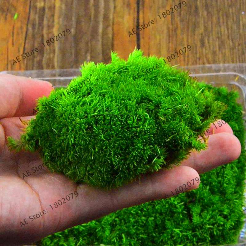 Moss Seeds for Bonsai - Sagina Subulata, Decorative Garden Grass, Ornamental Plant for Home & Outdoor Landscaping