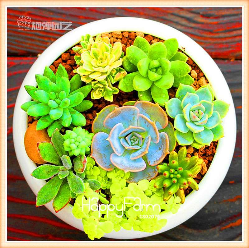 Lithops Seeds - 99 Varieties, Succulent & Bonsai Plants for Office - Fast Shipping & High Germination Rate